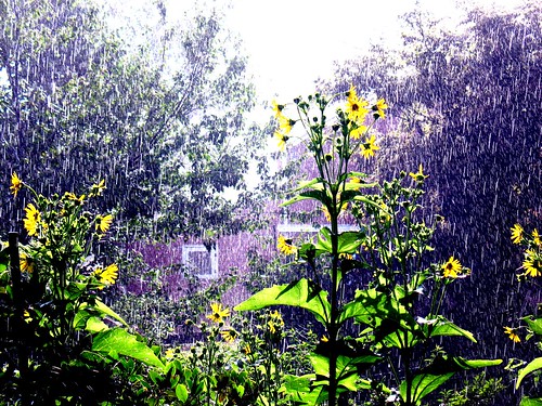Summer rain in sunshine