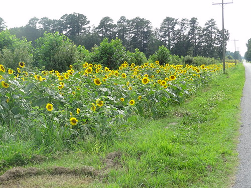 Sunflowers August 10, 2012