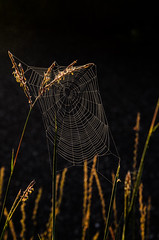 Spider Web_5401.jpg by Mully410 * Images