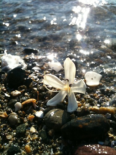 Beach Flower by Ayala Moriel