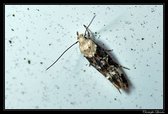 Lepidoptera/Momphidae