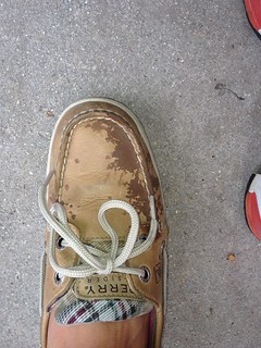 Who peed on my shoes :( #alligatorpee