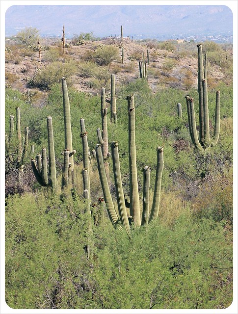 saguaros in southern arizona