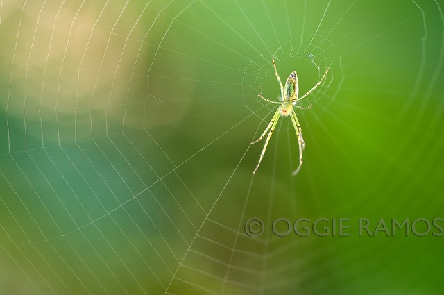 Imugan Spiderweb