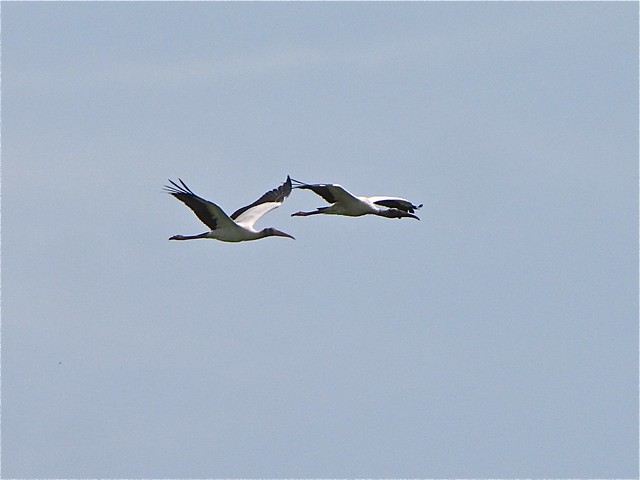 Wood Stork at the Celery Fields in Sarasota County, FL