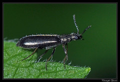 Coleoptera/Dasytidae