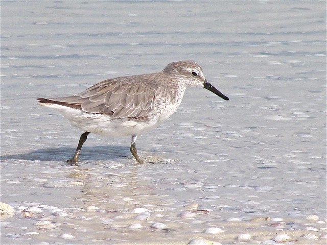 Red Knot at Honeymoon Island State Park in Pinellas County, FL 09