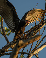 Turkey Vulture_3904.jpg by Mully410 * Images