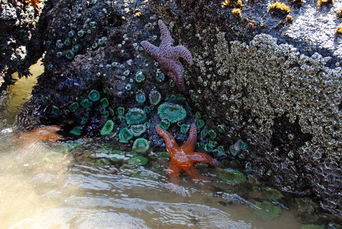Starfish, Anemone
