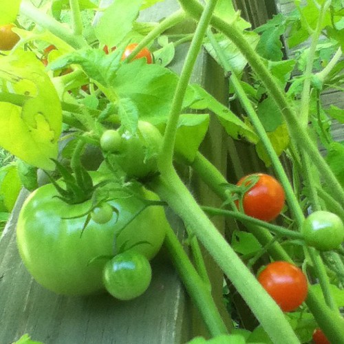 Seems as though one of my cherry tomatoes is having an identity crisis.