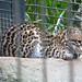 Ocelot_020 posted by *Ice Princess* to Flickr
