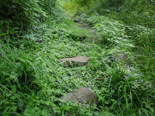 overgrown stone path