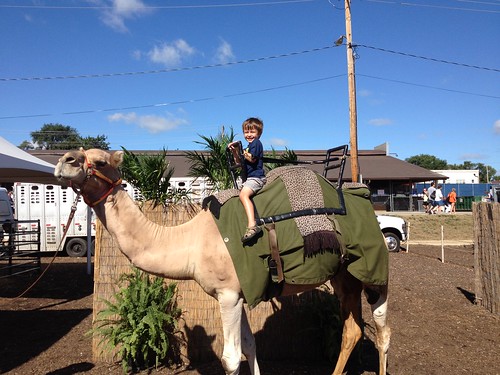 218 camel ride