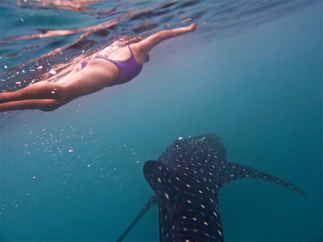 Visita a Oslob para ver los tiburones ballena. - ¡FILIPINAS, TIERRA DE GALLOS! (29)