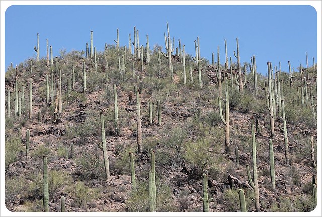 arizona saguaros