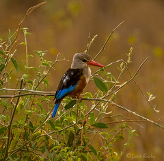 Kenya Kingfishers