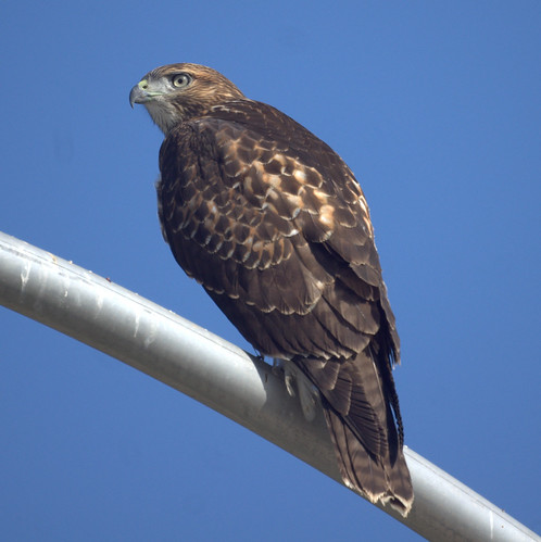 Red-tailed Hawk by Mike's Birds