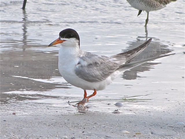 Forster's Tern at Fort DeSoto in Pinellas County, FL 01