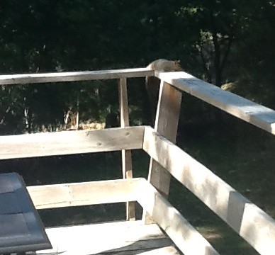 Apparently our deck is where the cool neighborhood squirrels hang out.