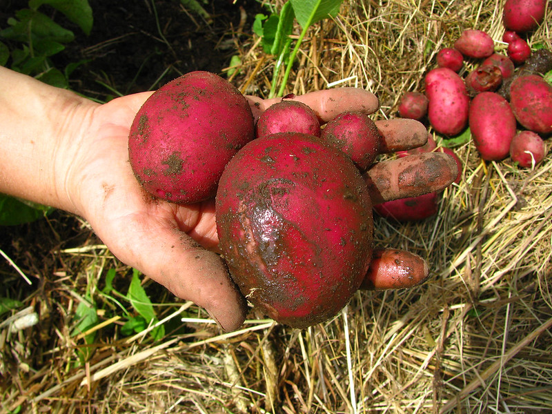 Dirty Red Potatoes