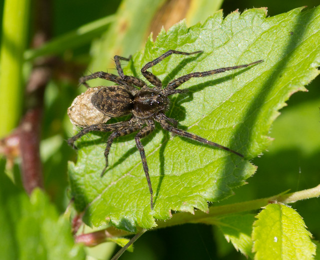 wolf spider with eggs