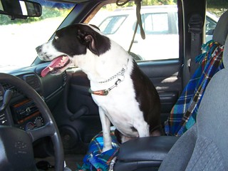 cochise, truck, riding, dog foster program