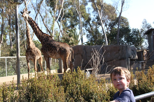 Olsen and giraffes