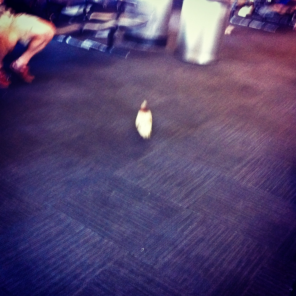 Pigeon in the AIrport
