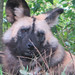 AfricanWildDogs_009 posted by *Ice Princess* to Flickr