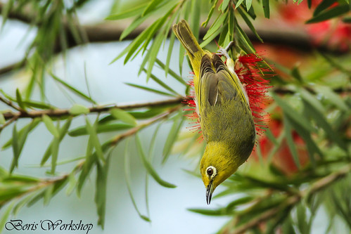My passion for the White-eye