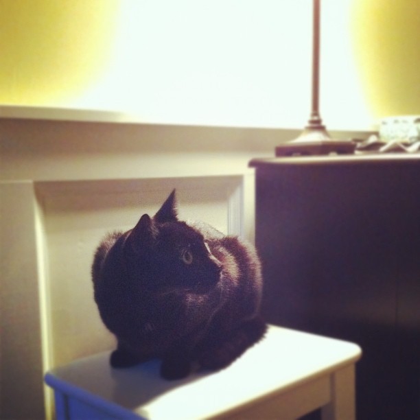 Gibby likes the new #IKEA INGOLF stools.