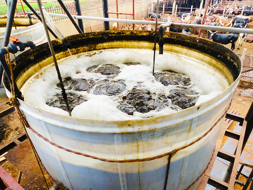 A holding tank for recycling wastewater at the city abattoir in Kampala.