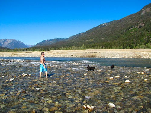 Joshy and the dogs in the river