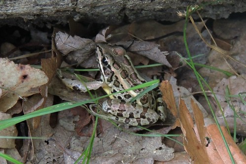 Leopard Frog! Yay! It's about time!