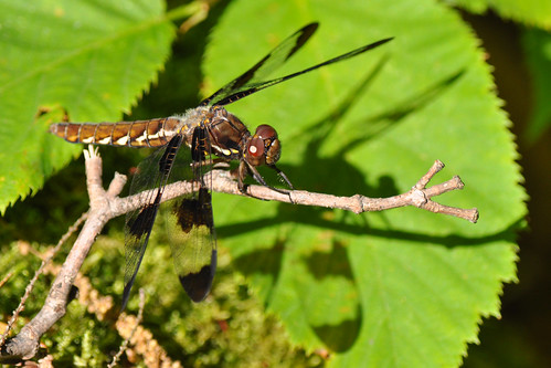 Female Common Whitetail Dragonfly