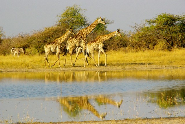 giraffes in moremi game park