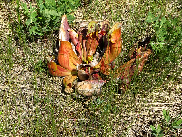Pitcher Plant in Gros Morne
