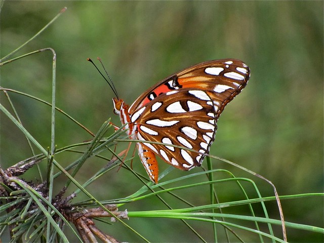 Butterfly in Dooly County, GA