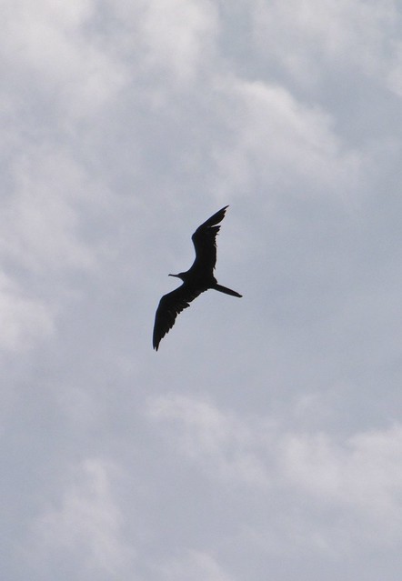 Magnificent Frigatebird at Fort DeSoto in Pinellas County 01