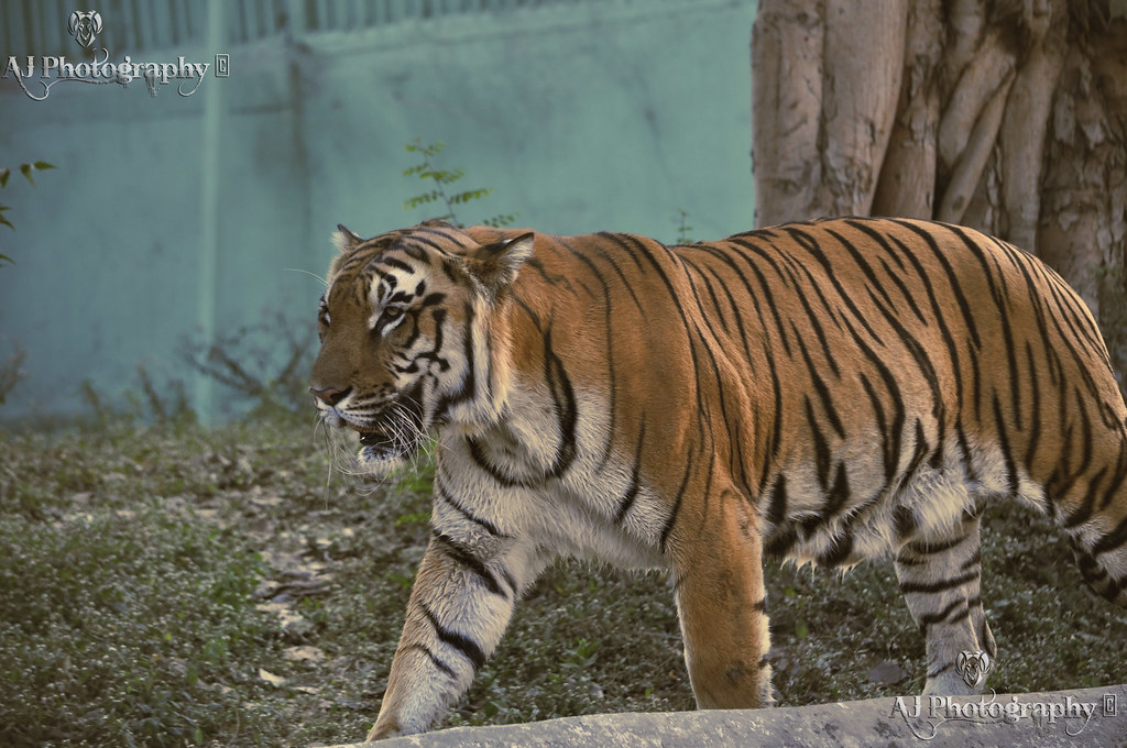 The Bengal Tiger at Flickr By Ajay Singh Kharayat