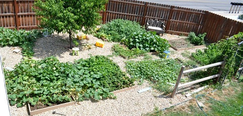 Garden end of July 2012