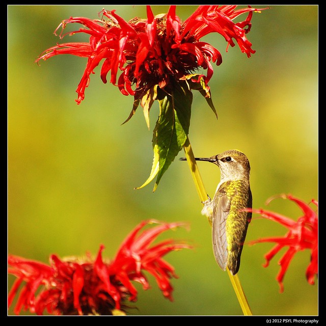 Female Rufous Hummingbird (Selasphorus rufus)