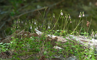 Twinflower (Linnaea
borealis)