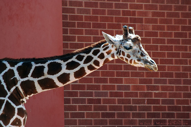 Giraffe, a zoo animal from Africa with a very long neck, crosses in front of a brick wall creating a checker patchwork of patterns in russet orange.