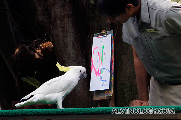 Pikasso, the Sulphur-Crested Cockatoo that paints