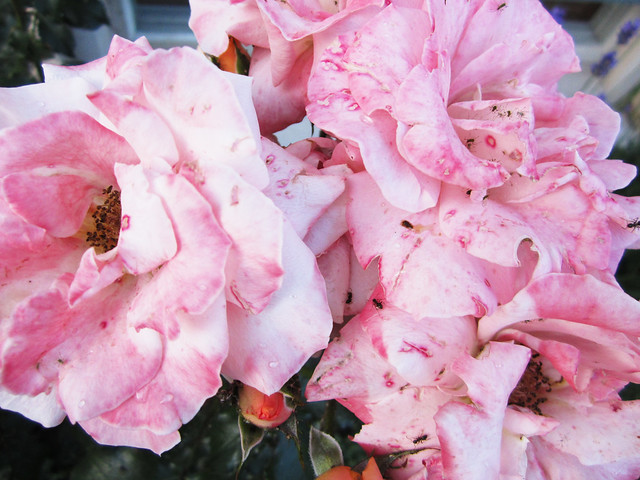After Summer Rose in Pink