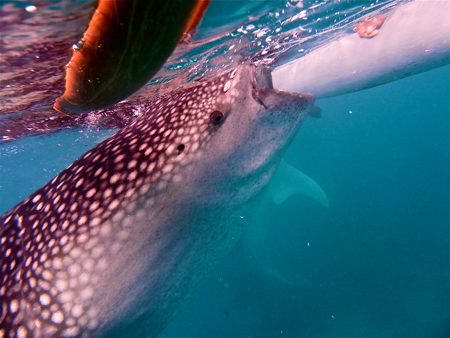 Visita a Oslob para ver los tiburones ballena. - ¡FILIPINAS, TIERRA DE GALLOS! (28)