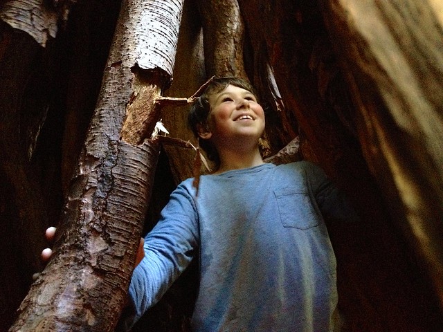 Inside old-growth cedar @ Meare's Island