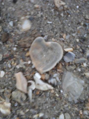 heart shell