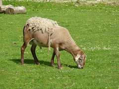 Schafe | Ziegen